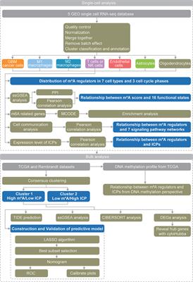 Roles of the m6A Modification of RNA in the Glioblastoma Microenvironment as Revealed by Single-Cell Analyses